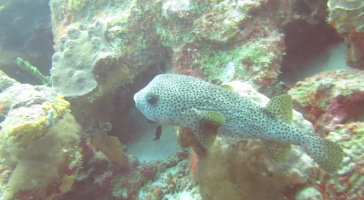 porcupinefish6043